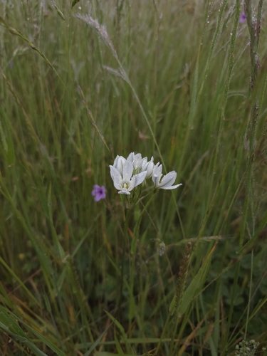iNaturalist observation photo of white brodiaea