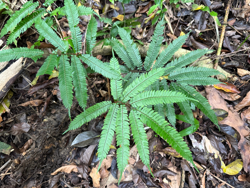 Adiantum tetraphyllum observed 2026-05-01