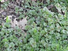 Glechoma hederacea