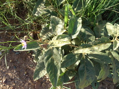 Solanum elaeagnifolium