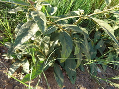 Solanum elaeagnifolium