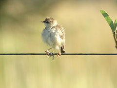 Cisticola aridulus