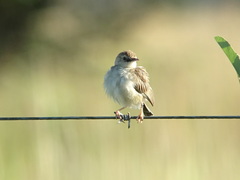 Cisticola aridulus