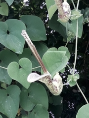 Aristolochia esperanzae