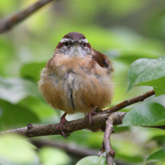 Thryothorus ludovicianus