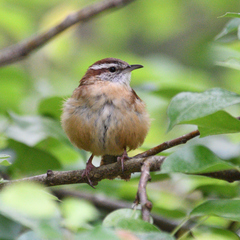 Thryothorus ludovicianus