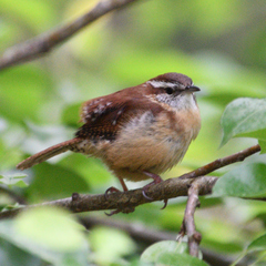 Thryothorus ludovicianus