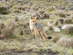 Lycalopex culpaeus andinus