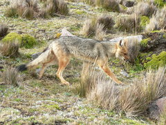 Lycalopex culpaeus andinus