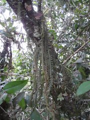 Dichaea muricatoides