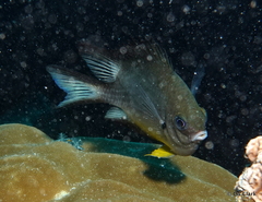 Amblyglyphidodon leucogaster