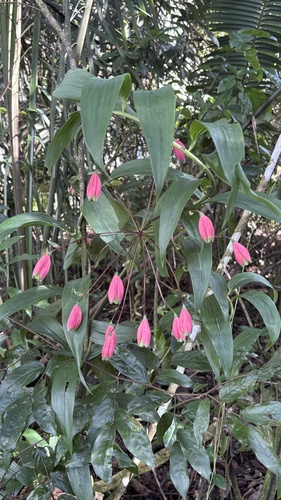 salsilla