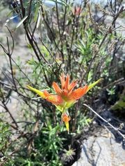 Castilleja tenuiflora