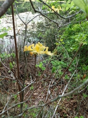 Rhododendron austrinum