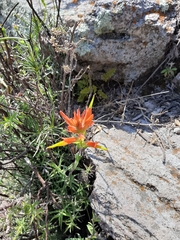 Castilleja tenuiflora