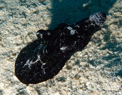 Coriocella nigra