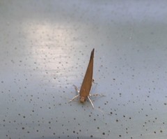 Glaphyristis marmarea