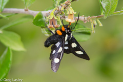 Androloma disparata