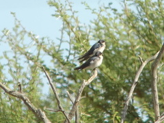Hirundo dimidiata