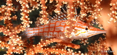 Oxycirrhites typus