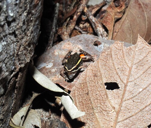 Goiás Poison Frog, Ameerega berohoka