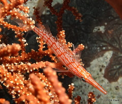 Oxycirrhites typus