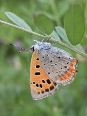Lycaena phlaeas daimio