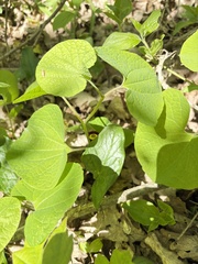 Aristolochia steupii
