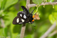 Androloma disparata