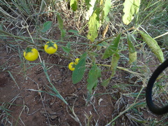 Solanum elaeagnifolium