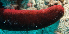 Holothuria edulis