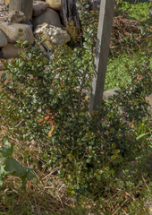 Psidium montanum