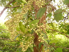 Pleuranthodendron lindenii