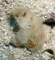 Spatangoida