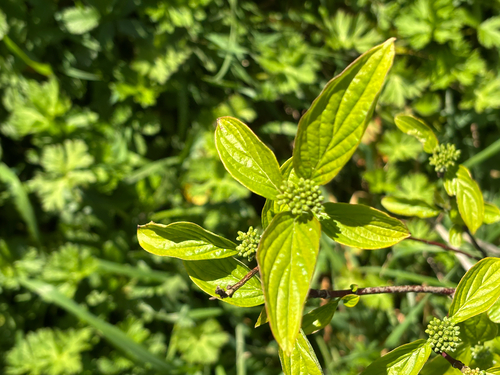 Cornus sanguinea — photo 3