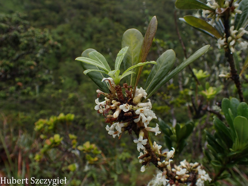 Pittosporum glabrum observed 2026-04-02