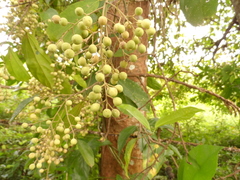 Pleuranthodendron lindenii