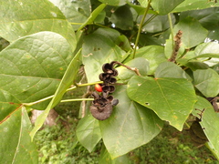 Erythrina folkersii