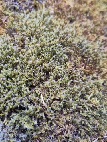Bucklandiella affinis, 2026-04-11