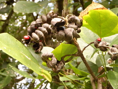 Erythrina folkersii