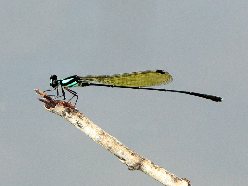 Green-blue Threadtail