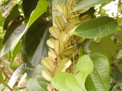 Dioscorea composita