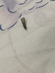 Reticulitermes hesperus