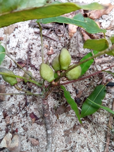 Commiphora pervilleana Engl. 4