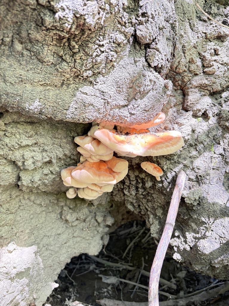 Laetiporus sulphureus · April 2026 · photo: © ekaterina_kravtsova (iNaturalist, cc-by)