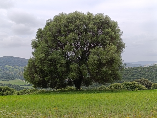 Avistamiento Olivo (Picual)