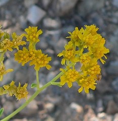 Hymenothrix wislizeni