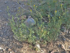 Hymenothrix wislizeni