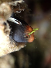Angel Blenny photo 2