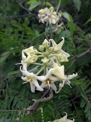 Philibertia latiflora